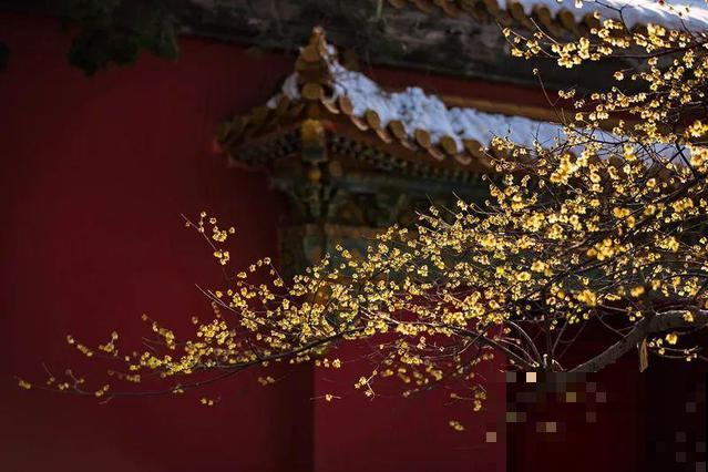 冬天养花，浇水是关键因素，常见花的浇水方法，都在这里了！