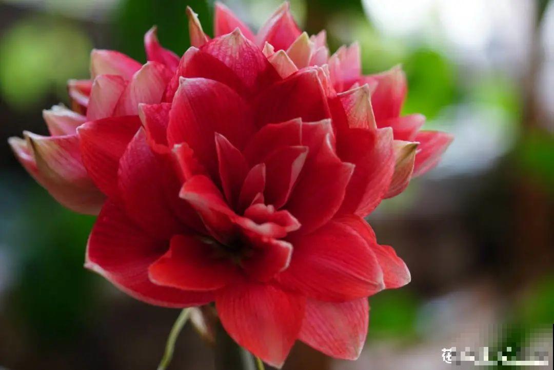 朱顶红埋土里，如何能年年开花，球变大、变多？