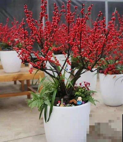 年宵花就选北美冬青，春节在家里放一盆，红红火火日子旺！