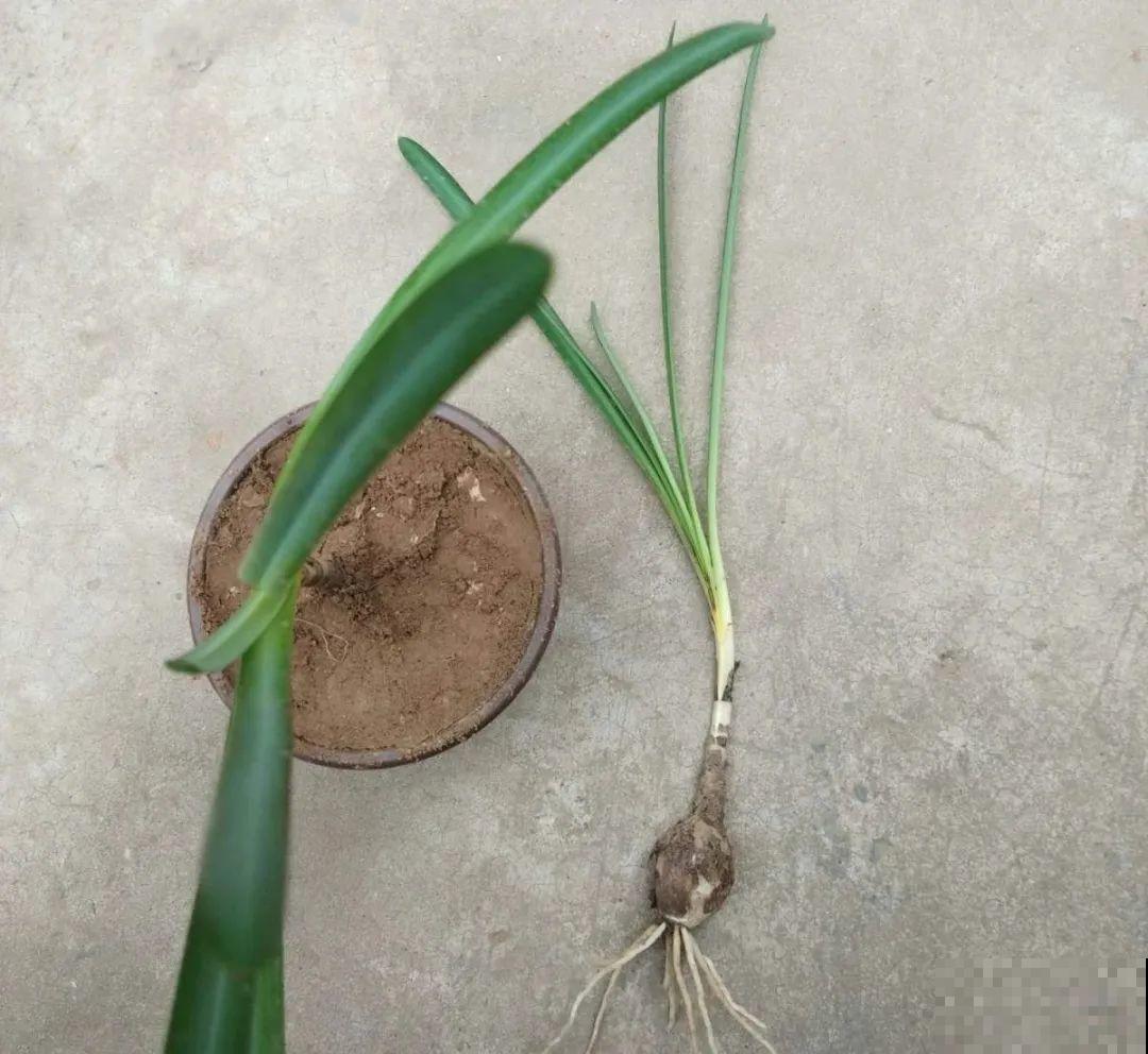 花长得像蔬菜，那也不能吃，有毒的！