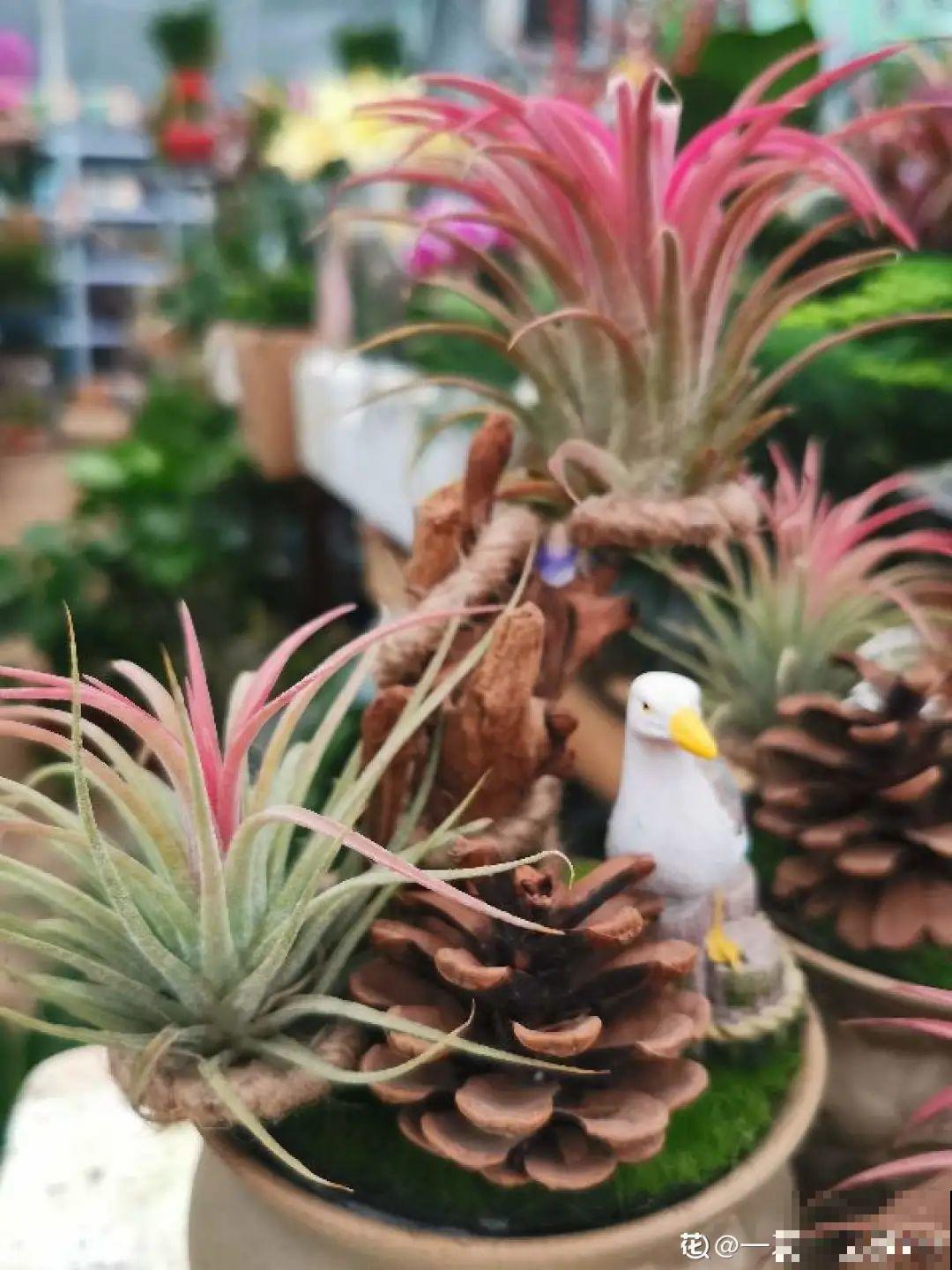 年纪轻轻，养点花种点草，提前过过养老生活