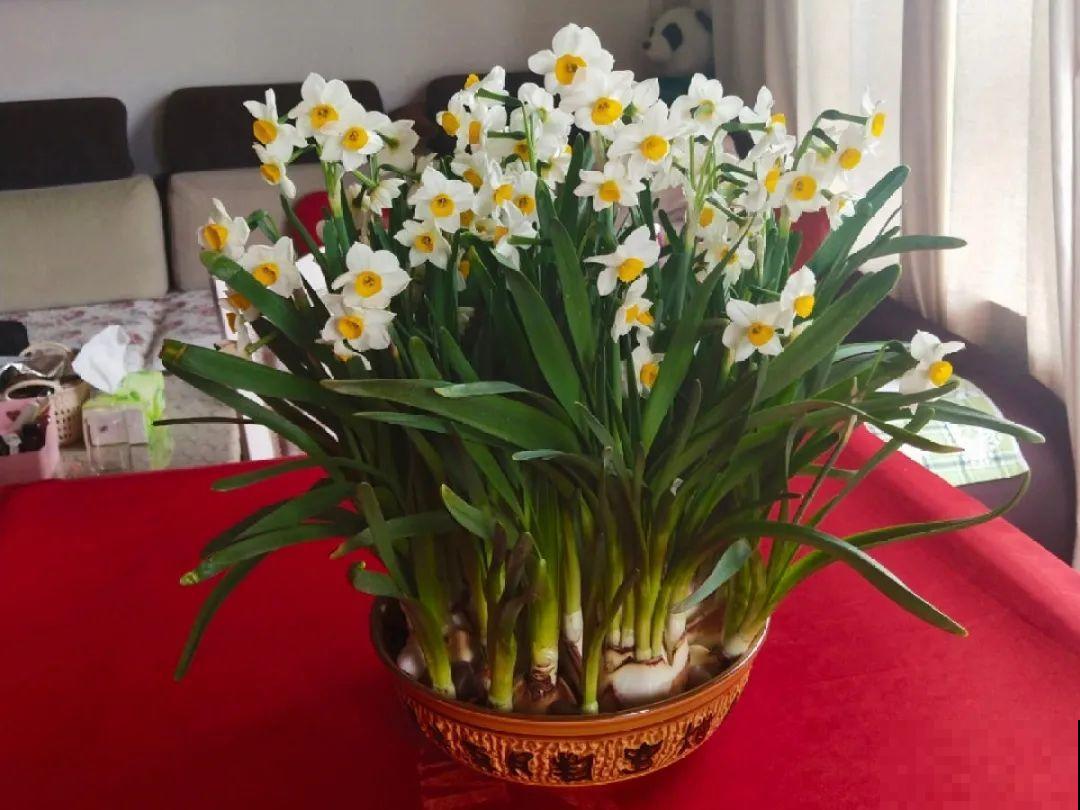 水仙要想开花,坚决不能长成高个子,不然今年没花看! 水仙要想开花,坚决不能长成高个子,不然今年没花看!