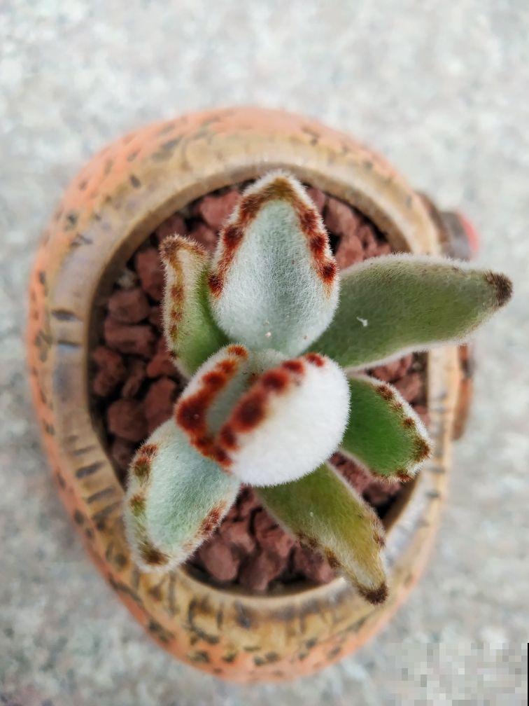 4种“徒神”多肉，太容易徒长，心累