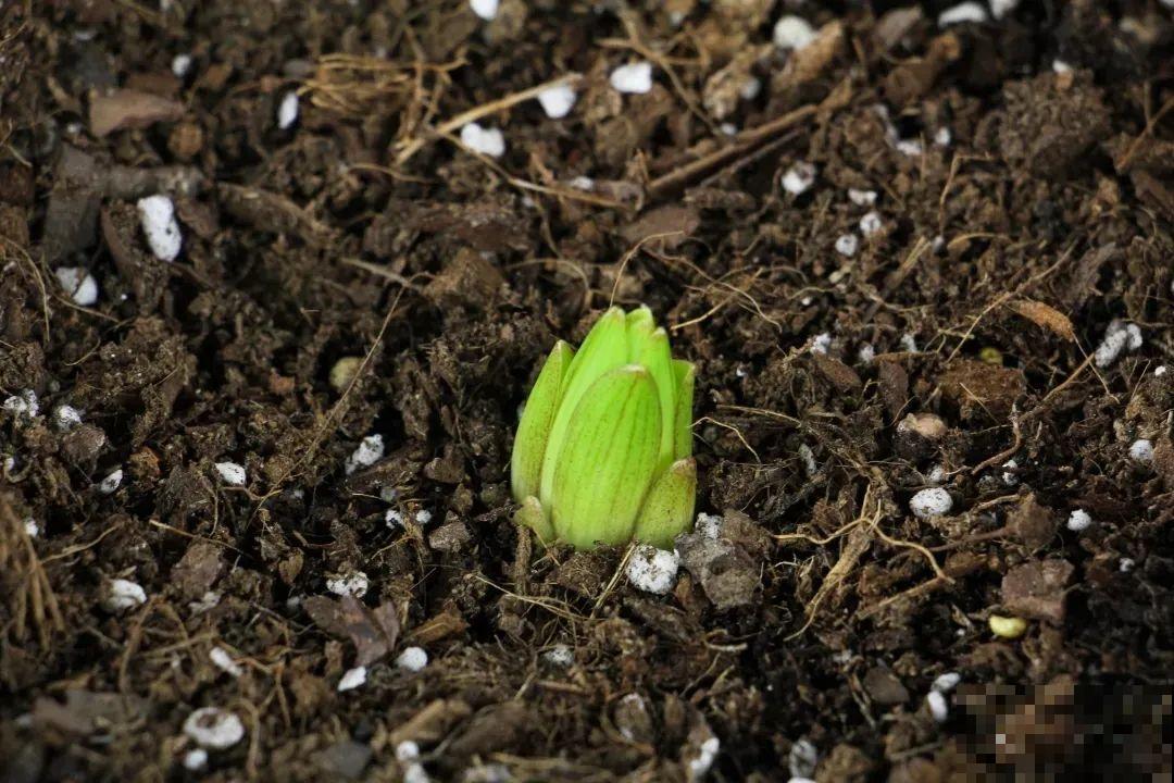 开花比脸大的百合，种下一个球，能爆一大窝球崽！