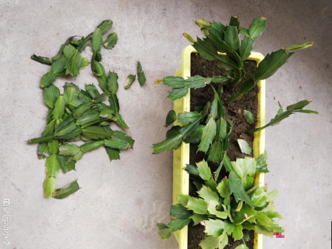 养护蟹爪兰,要注意8个要点,才能开出仙气飘飘花 养护蟹爪兰,要注意8个要点,才能开出仙气飘飘花