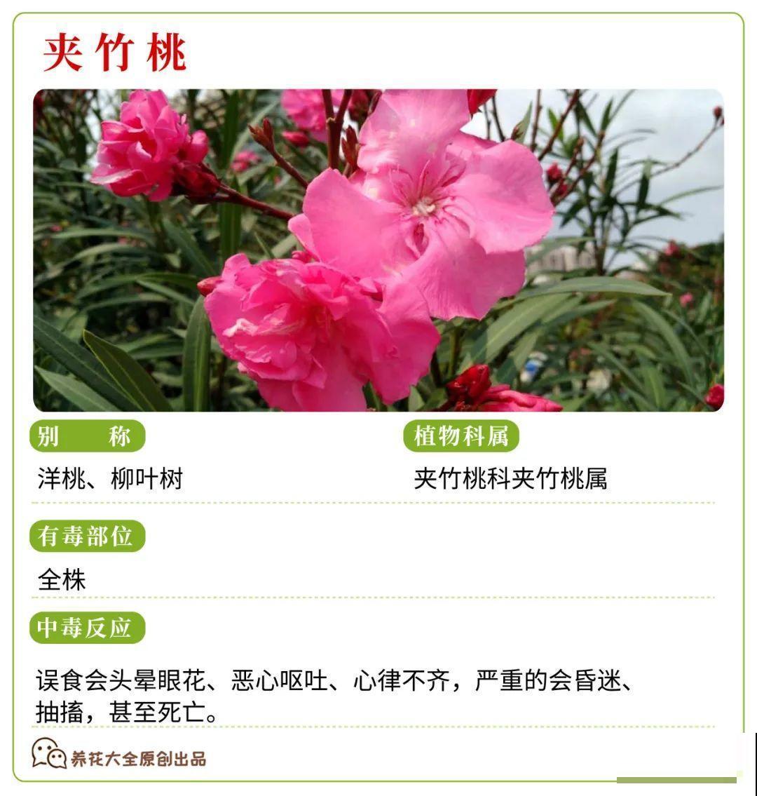 30种常见有毒花，很多人都在养，一定要小心养！