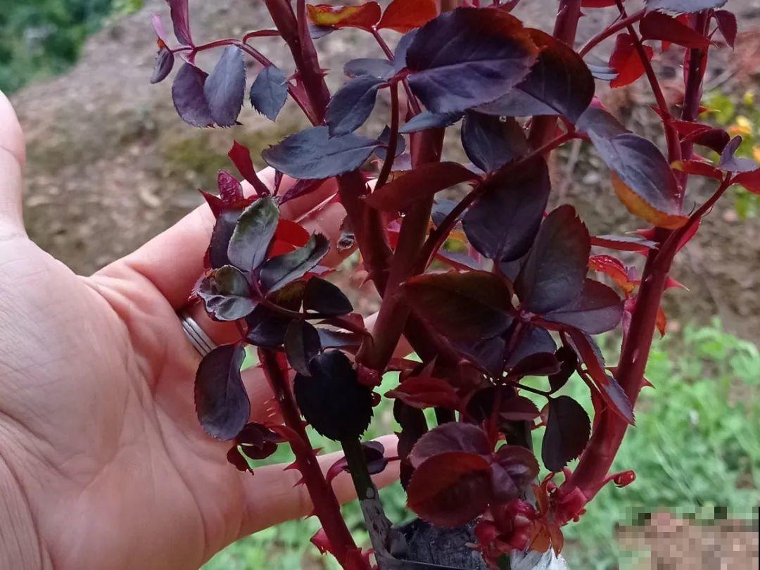 春天花要苏醒了，快施肥，新芽狂窜不断