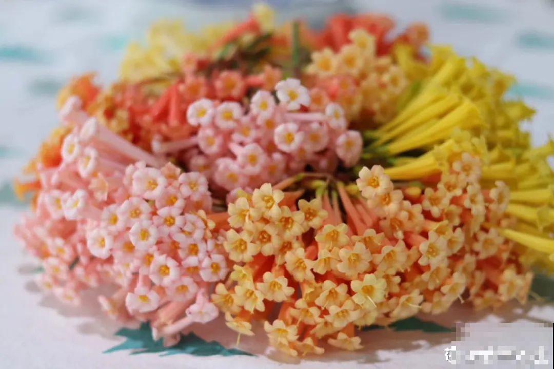 2020年的网红花，养过一半就是大神，你养过几种？