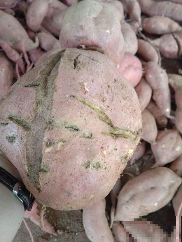 在家蒸的红薯不好吃，总有一股水汽味，原来是没注意这一点