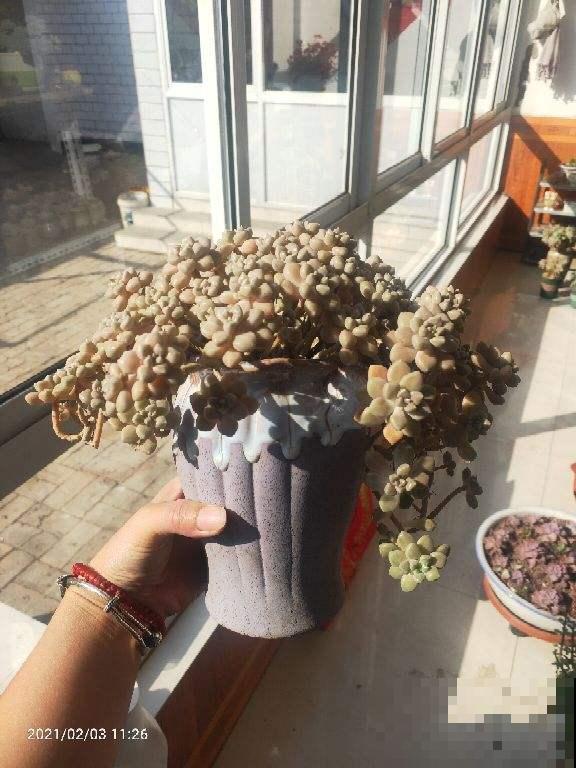 春天养花，最重要的是“准备”，要提前规划好