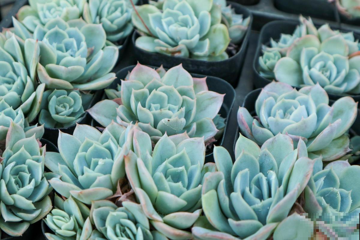 泡沫板别再扔了!拿来养花,轻松成为养花高手! 泡沫板别再扔了!拿来养花,轻松成为养花高手!