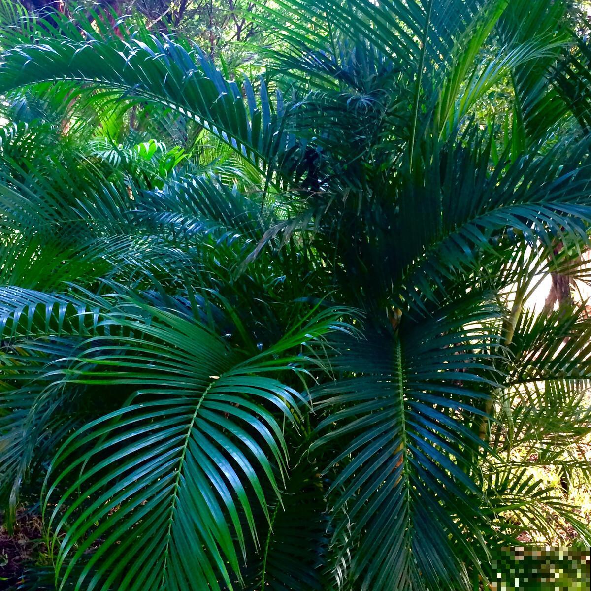 散尾葵是“天然加湿器”，叶子油绿，清新养眼！