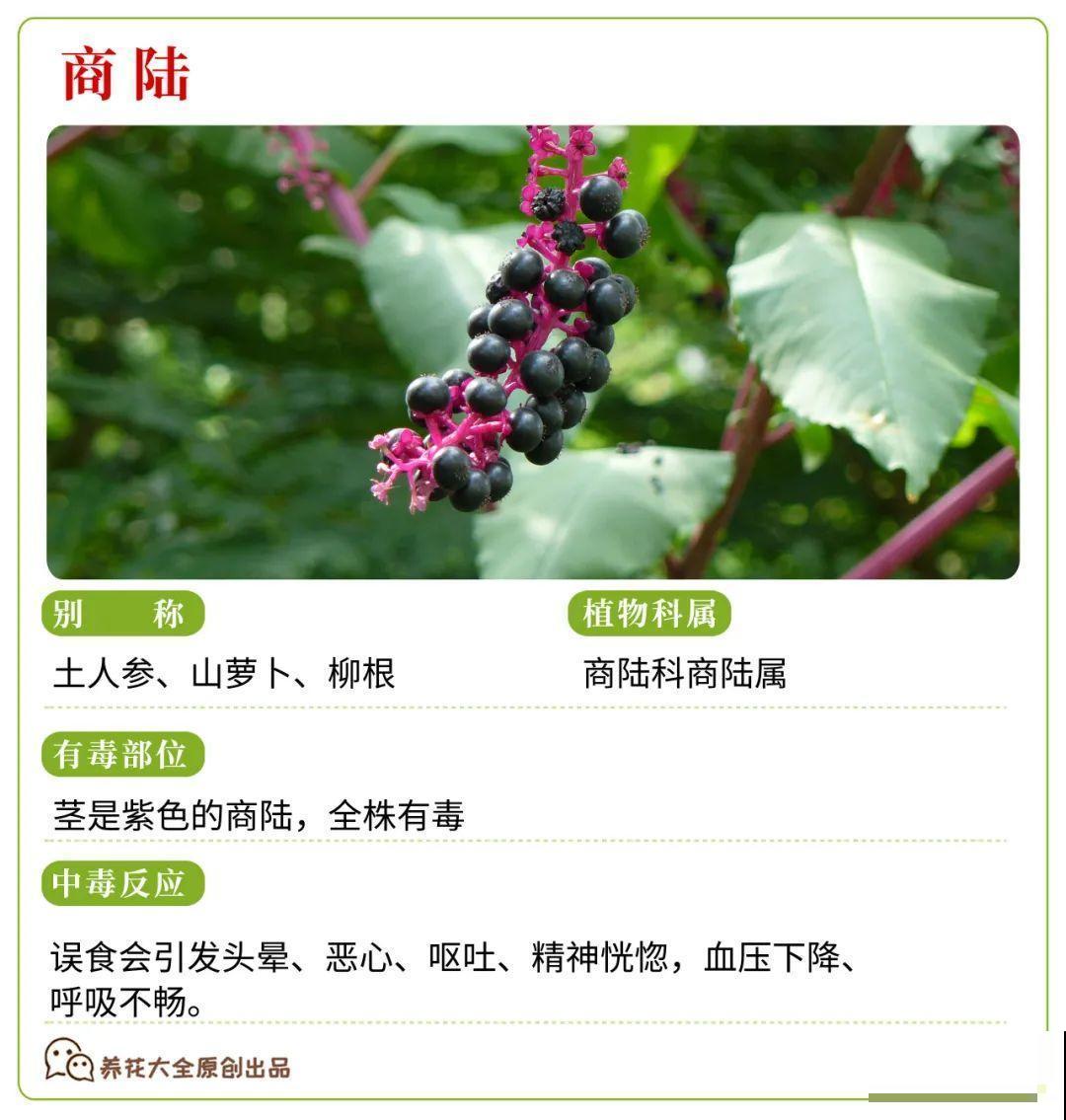 30种常见有毒花，很多人都在养，一定要小心养！