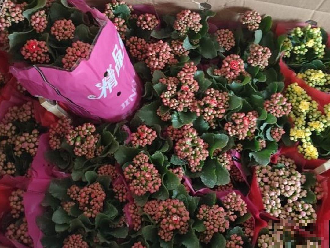 “短命”年宵花，买一盆枯一盆，太心疼