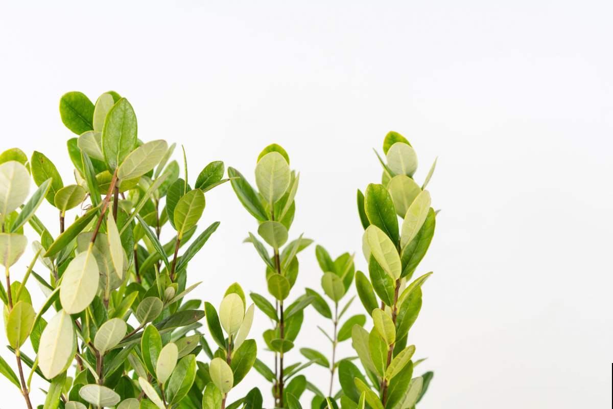 不常见的5种绿植，养过3种就是大神，你养了几种？