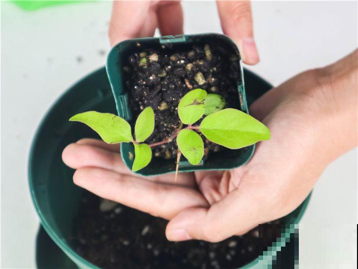 家里的植物发出这几种“信号”,千万别忽视,不然小心烂完! 家里的植物发出这几种“信号”,千万别忽视,不然小心烂完!