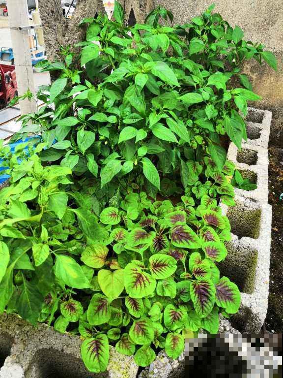 家里的快递盒子别丢掉,拿来养花效果好,还特省钱 家里的快递盒子别丢掉,拿来养花效果好,还特省钱