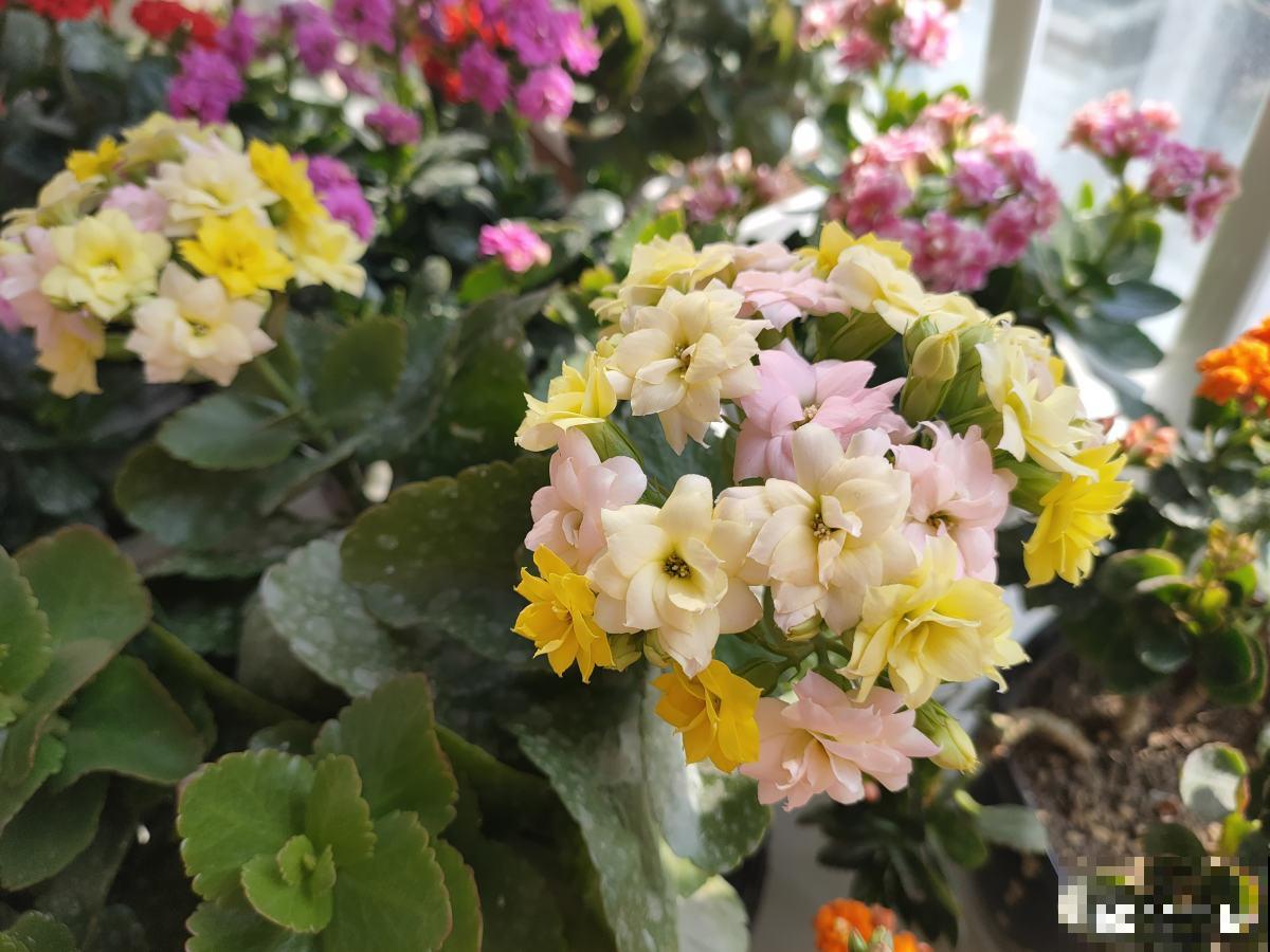 3种花就适合养满窗台，一开花犹如花海，满屋都是花！