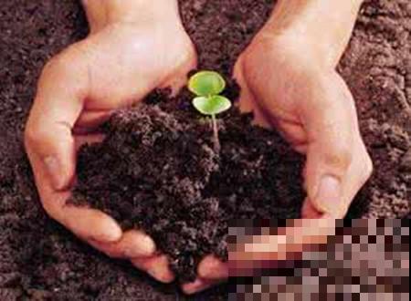 家里养凤尾竹，做好这几件事，叶片油绿有精神！