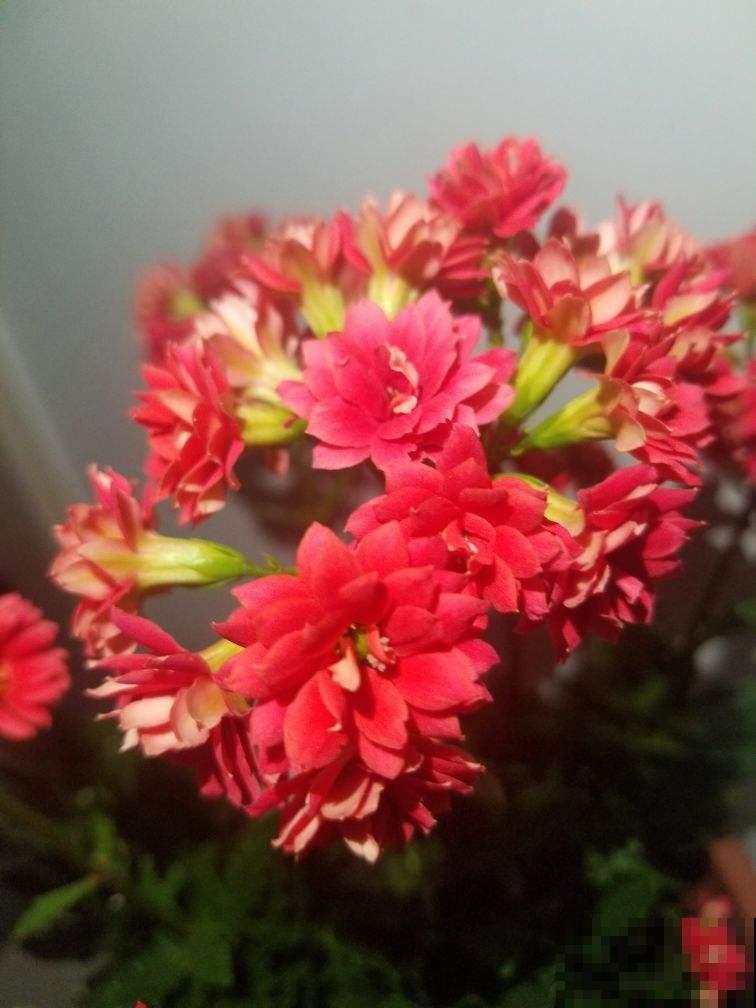 3种花不能让它们长太高，光长个子，就很难开花了