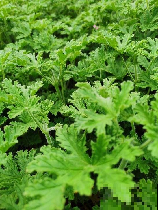 4种花养在卫生间,耐阴好养活,香味清新四溢 4种花养在卫生间,耐阴好养活,香味清新四溢