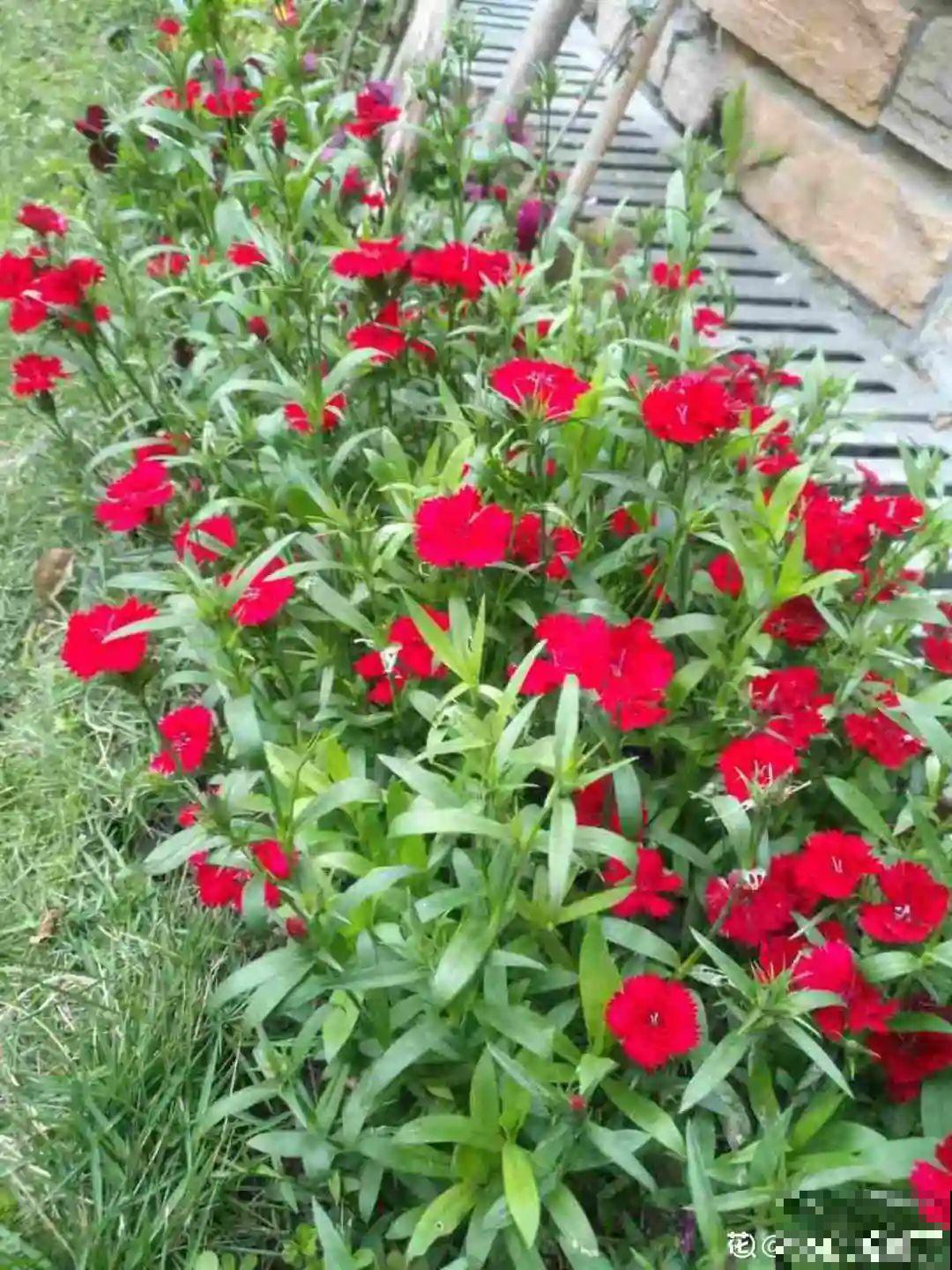 有院子的话，种这6种花，沾土就活一大片