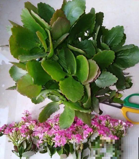 长寿花超全大养护，养爆盆的秘密，全在这里！