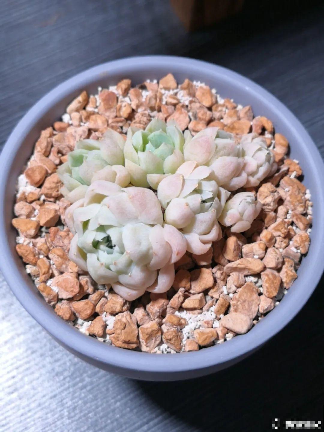3款果冻多肉，透明软萌人人爱，好想轻轻咬一口！