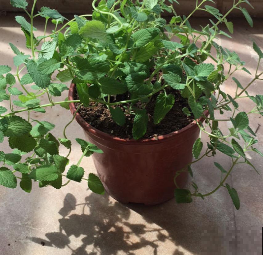 家里的蟑螂太烦人？养上几盆花，“大强”躲得远远的！