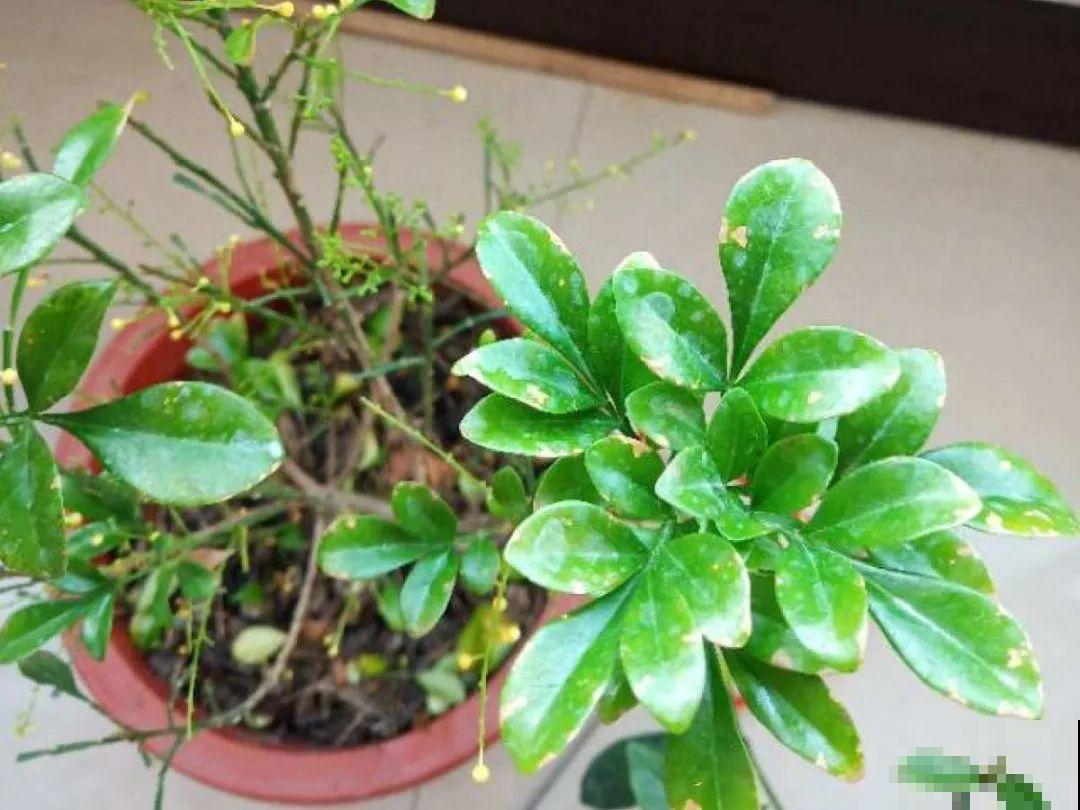 米兰要慎养，掉叶子第一名，光杆很难救活！