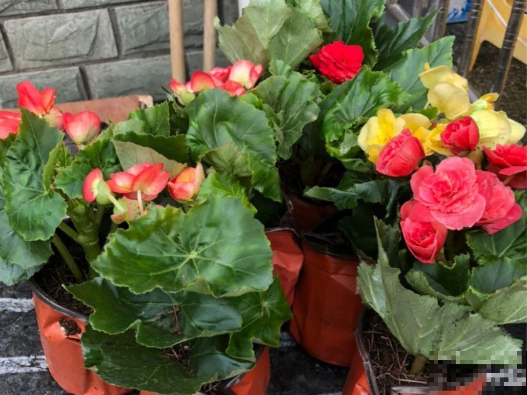 “短命”年宵花，买一盆枯一盆，太心疼