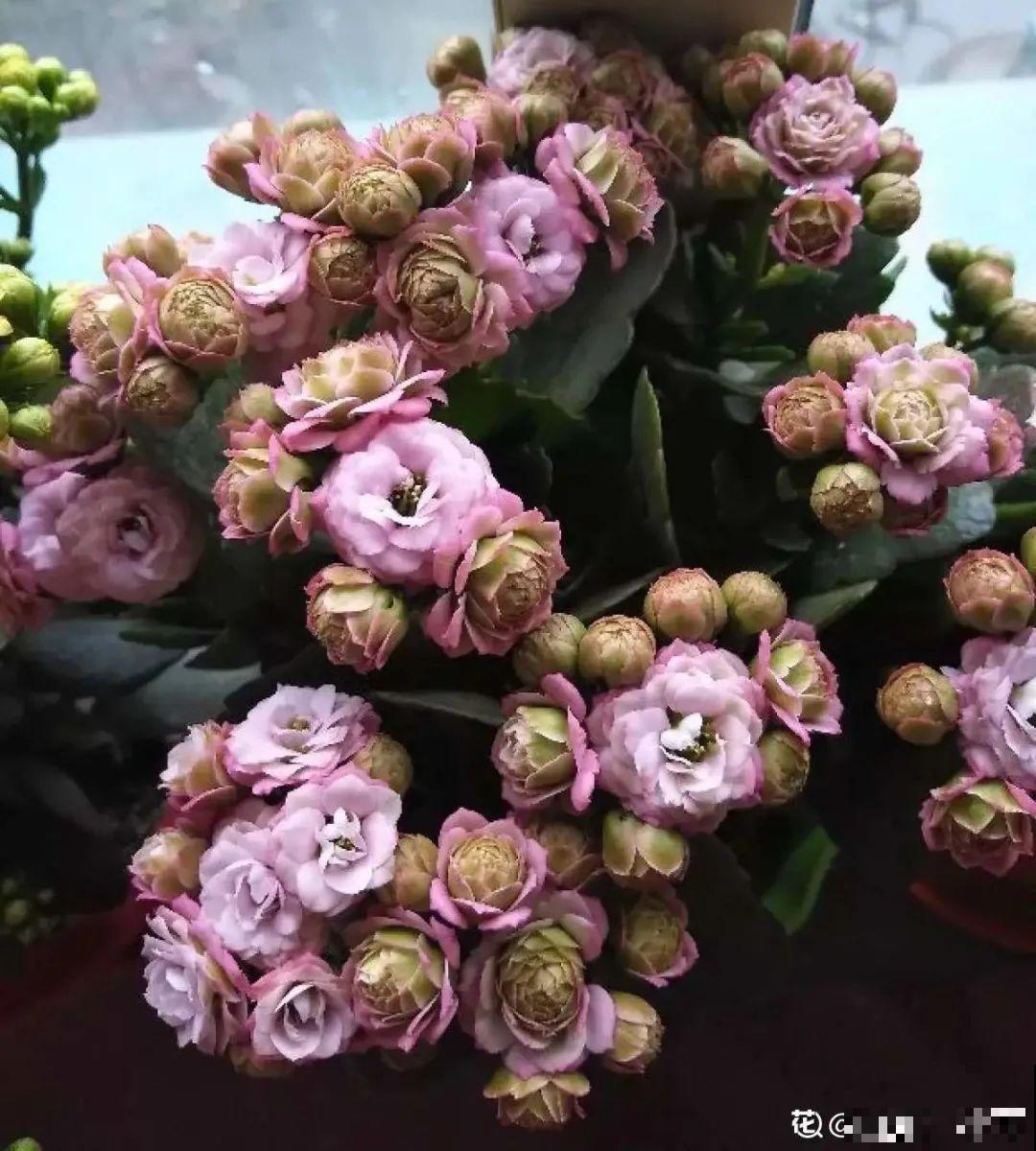 5度以下,常见的21种花必须断水,不然都烂根了 5度以下,常见的21种花必须断水,不然都烂根了