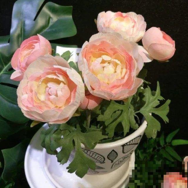 郁金香开花像假花，亲戚都不相信是真的，非要上手摸
