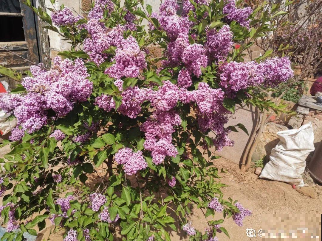 零下20℃，冻不死的花，不用搬进屋！
