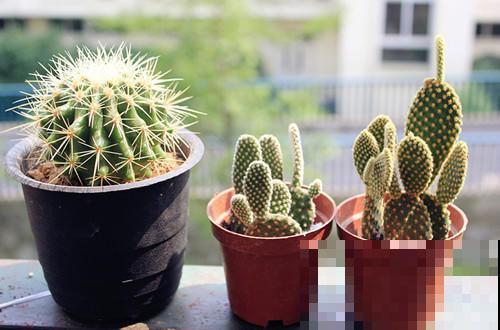 仙人掌被冻死了?提前做好防冻措施,才能平安度过冬季 仙人掌被冻死了?提前做好防冻措施,才能平安度过冬季
