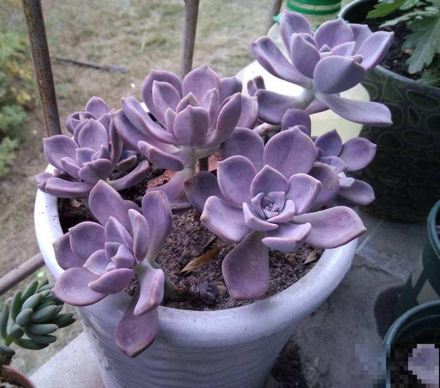 多肉中的爆盆“战斗机”，新手也能养出状态，简直没缺点！