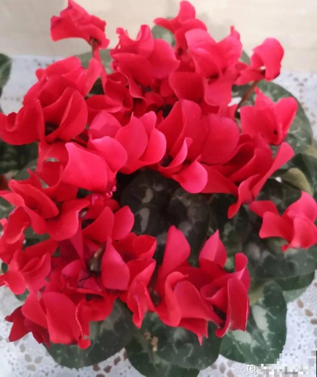 24种花,净化空气最厉害,绿萝竟然倒数! 24种花,净化空气最厉害,绿萝竟然倒数!