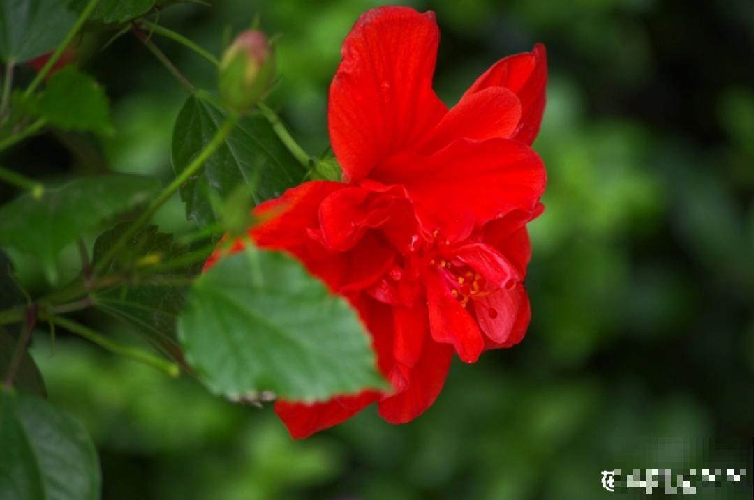 民间十大不吉利花，到底是哪流传来的
