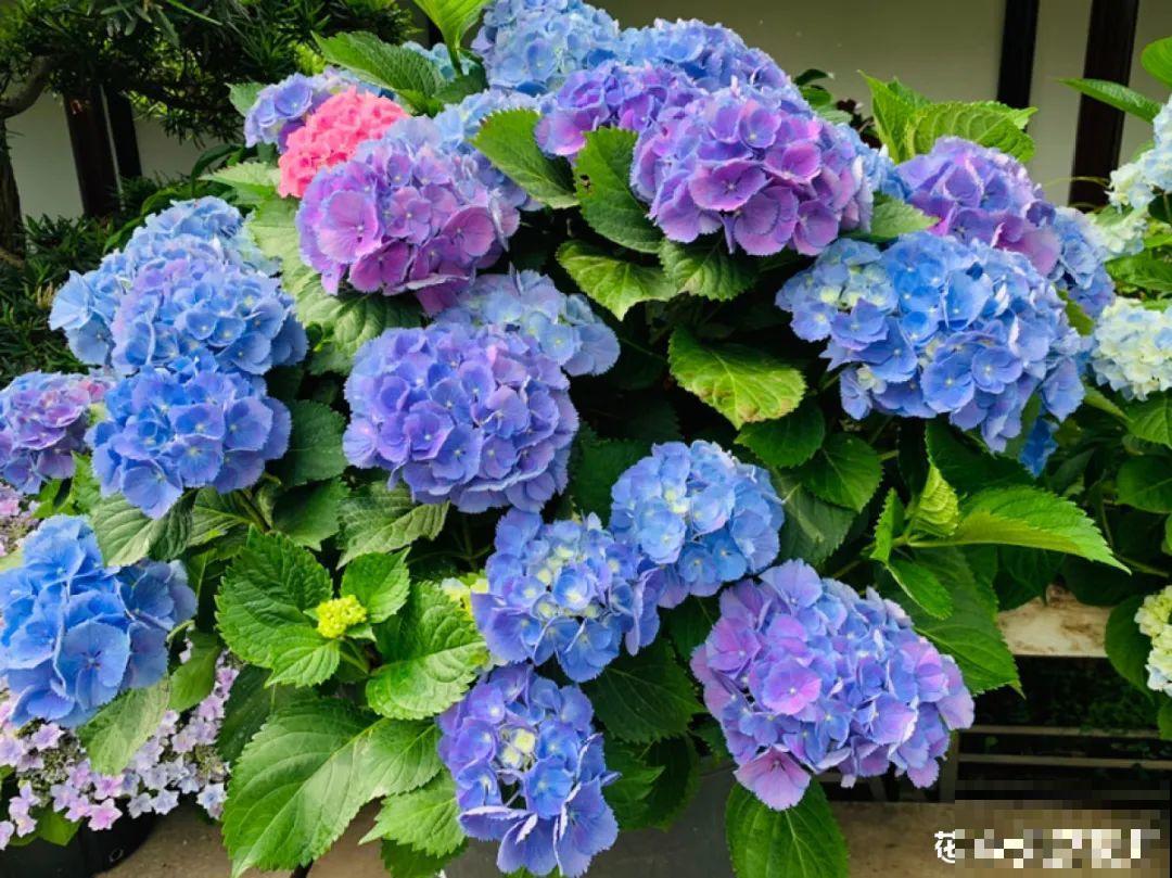 换盆也有限制，正在开花的植物不能换，不然花容易死