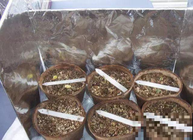 室内养花光照不充足？3个小方法，教你“自制光照”！