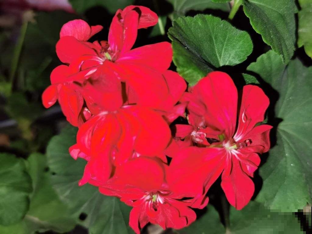 4种花寓意好，开花红得像火，预示一年日子热闹红火