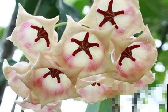 花市10块钱买的花，开花之后身价倍增，真赚了！