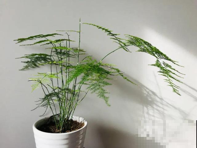 冬天养花，浇水是关键因素，常见花的浇水方法，都在这里了！