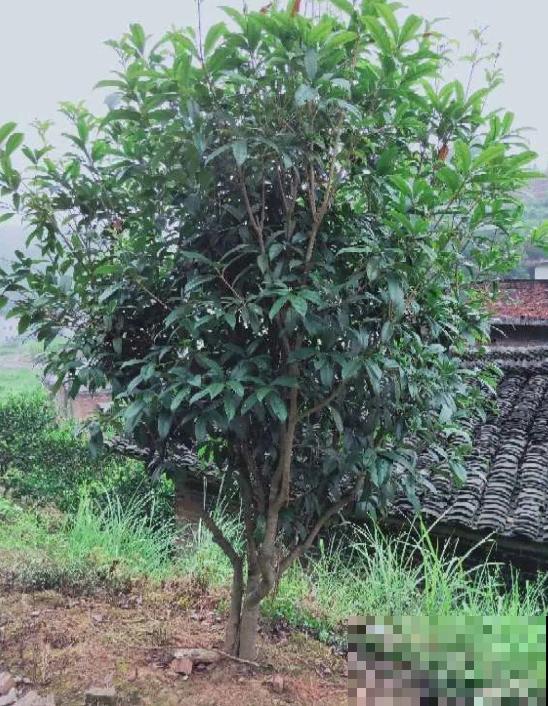 过年养盆桂花，做好这3点，花朵也味香！