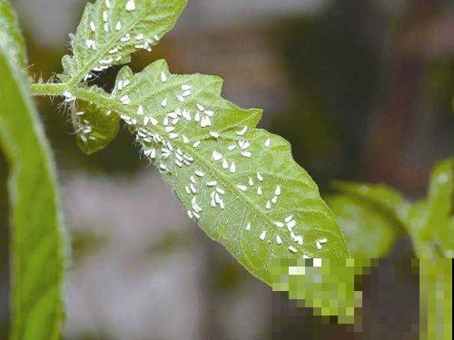 养花常见的3种虫害,只要做到对虫下药,保证药到虫灭! 养花常见的3种虫害,只要做到对虫下药,保证药到虫灭!