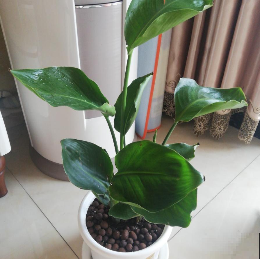 为啥孩子不爱学？房间里放一个它，效率嗖嗖上升！