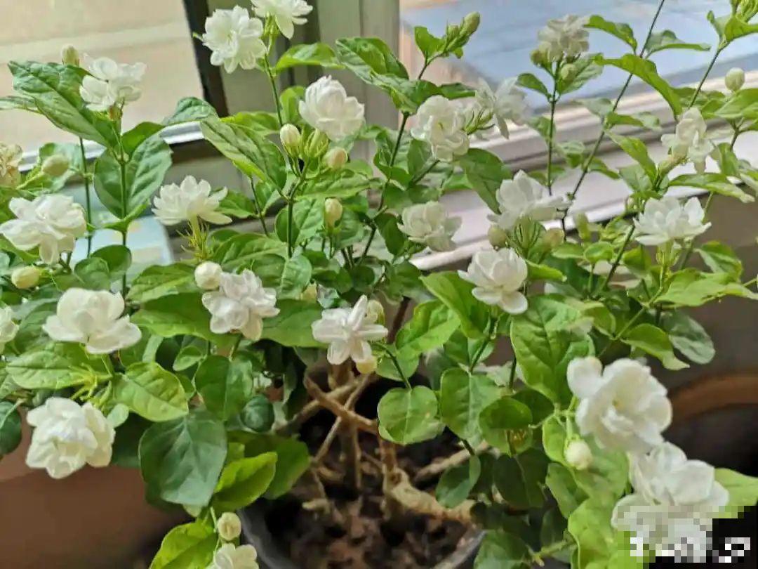 春天花要苏醒了，快施肥，新芽狂窜不断