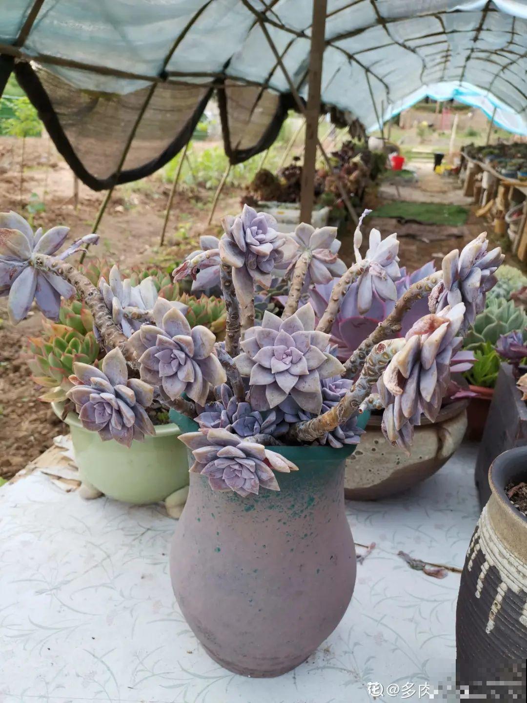 自然生长的多肉，叶子肥嘟嘟，壮得像大白菜