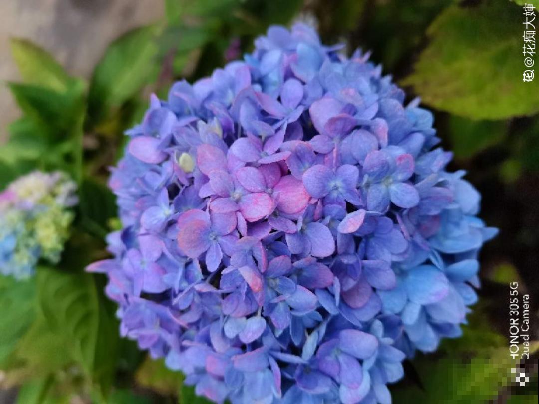 带花芽的枝条不能修剪，未来全是花苞，一剪就亏了