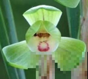 最逗的兰花,开花像人脸,越看越想笑 最逗的兰花,开花像人脸,越看越想笑